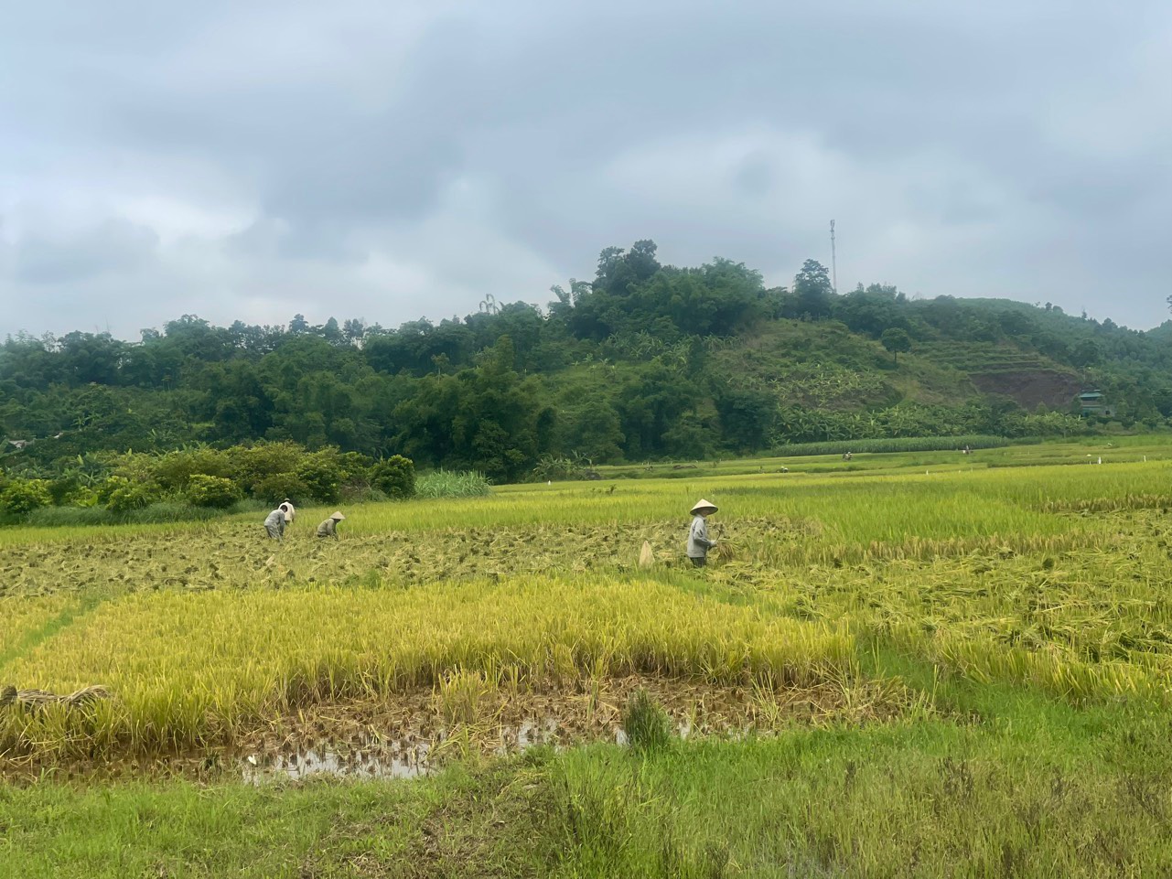 NGƯỜI MƯỜNG Ở HOÀ BÌNH : NÉT ĐẶC SẮC VĂN HOÁ VÀ CUỘC SỐNG